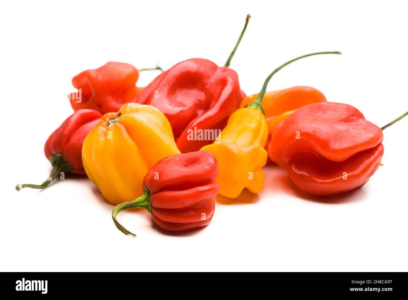 Mehrere Habanero Chilis auf einem Haufen Stockfoto
