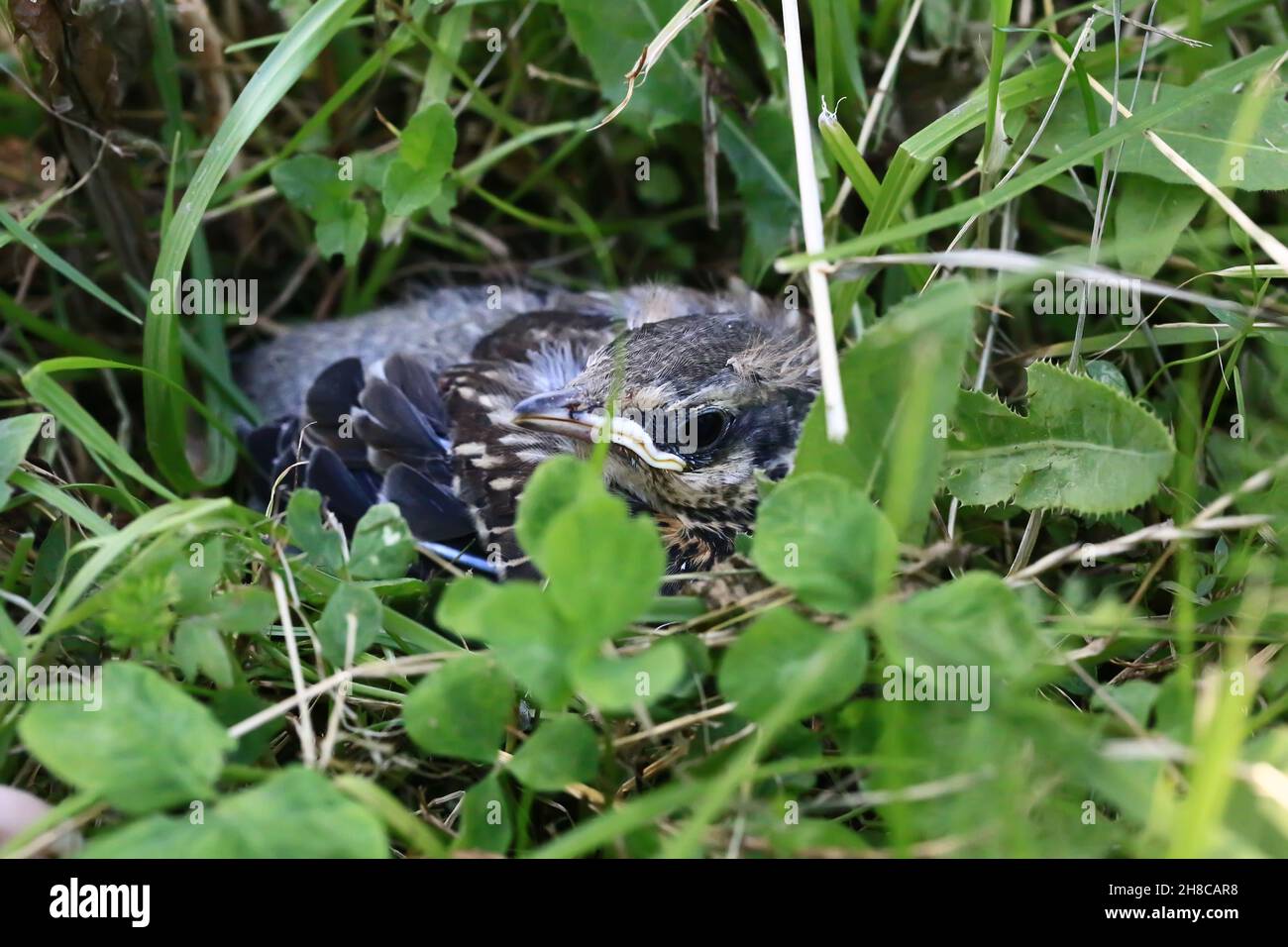 Nestling Vogel in das Gras. Gelbschnabeler, sich schmiegennder Star sitzt im Gras und wartet auf die Eltern. Aus dem Nest geworfen, um fliegen zu lernen. Stockfoto