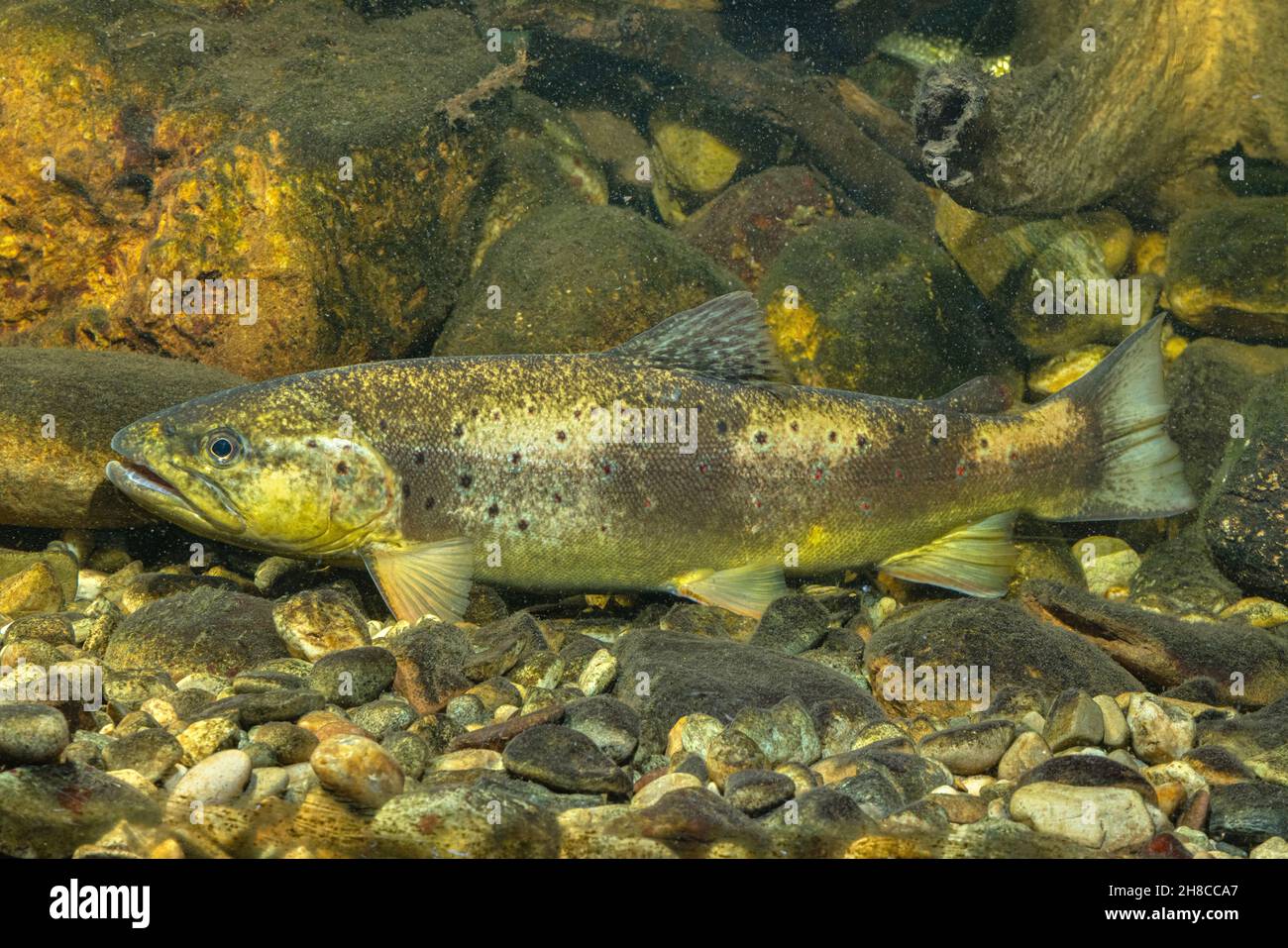 Bachforelle, Flussforelle, Bachforelle (Salmo trutta fario), Männchen, schützende Färbung, Deutschland Stockfoto