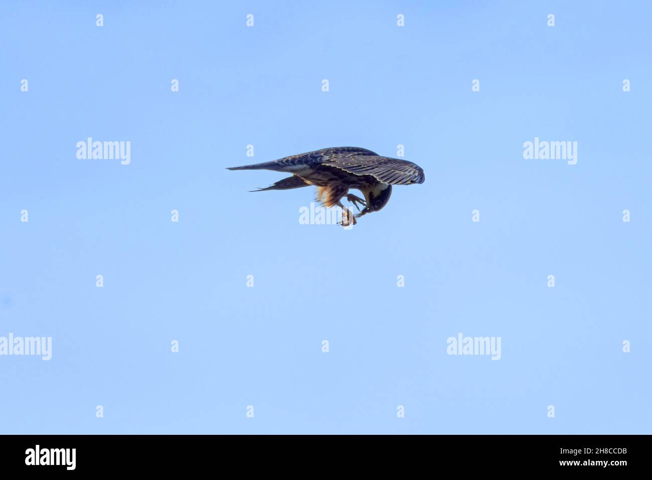 nördliches Hobby (Falco subbuteo), Verzehr erfasster Libelle im Flug, Seitenansicht, Deutschland, Bayern Stockfoto