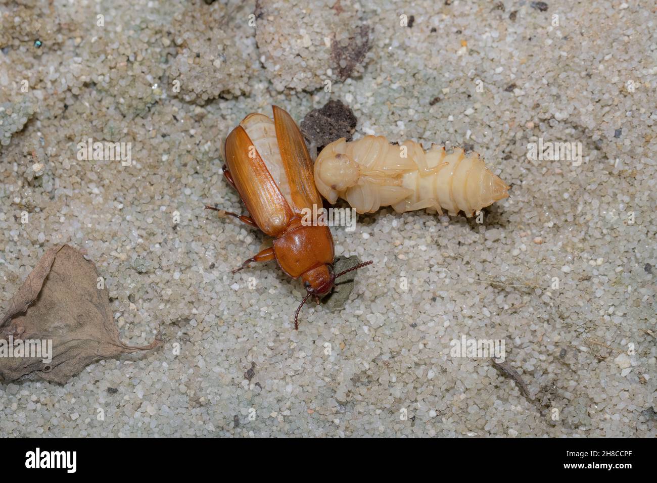 Kingworm, Superworm, Darkling Beetle (Zophobas morio), Pupa und neu geschlüpfter Käfer, Deutschland Stockfoto