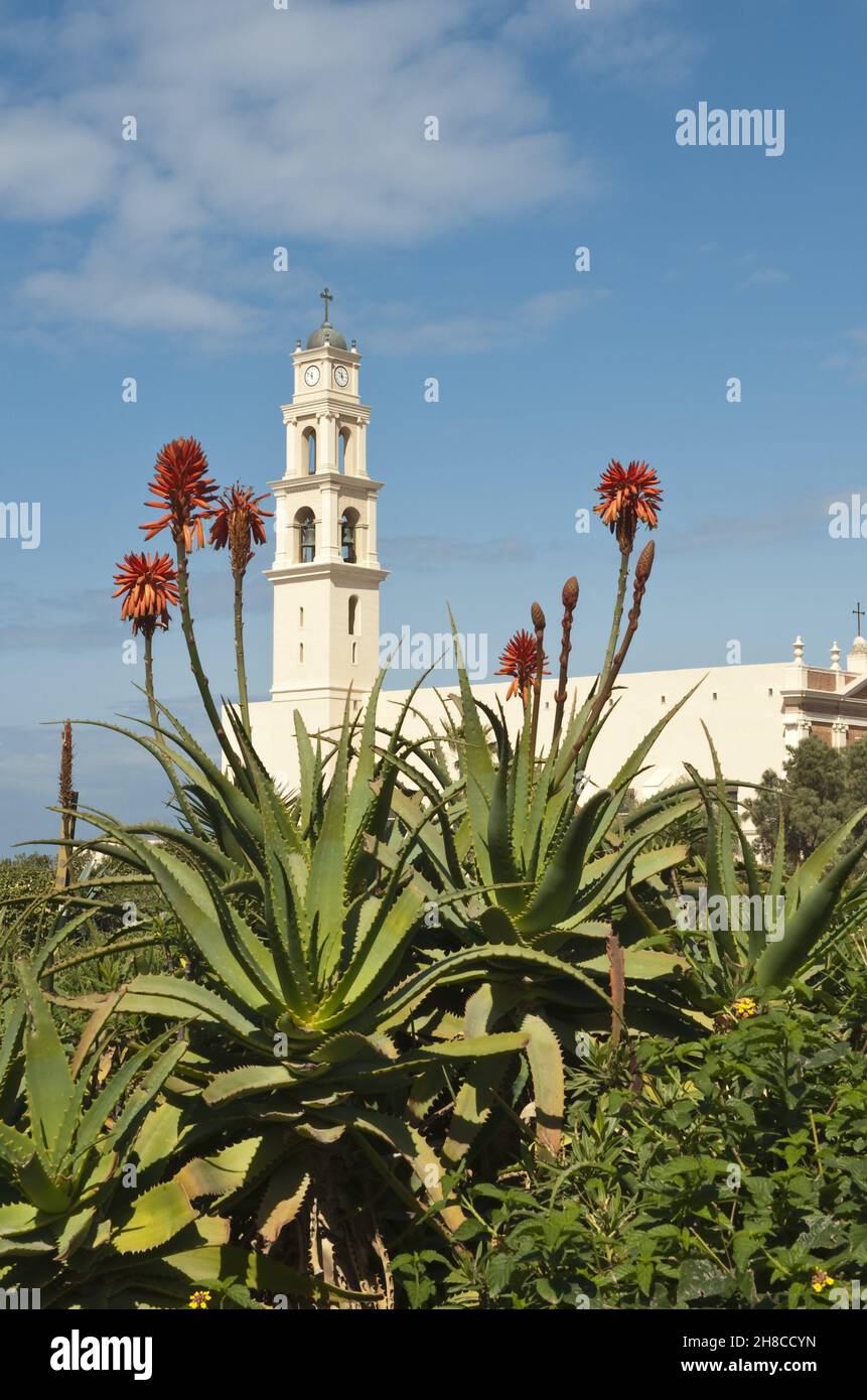 Blühende Agaven vor der katholischen Kirche St. Peter, Israel, Jaffa Stockfoto
