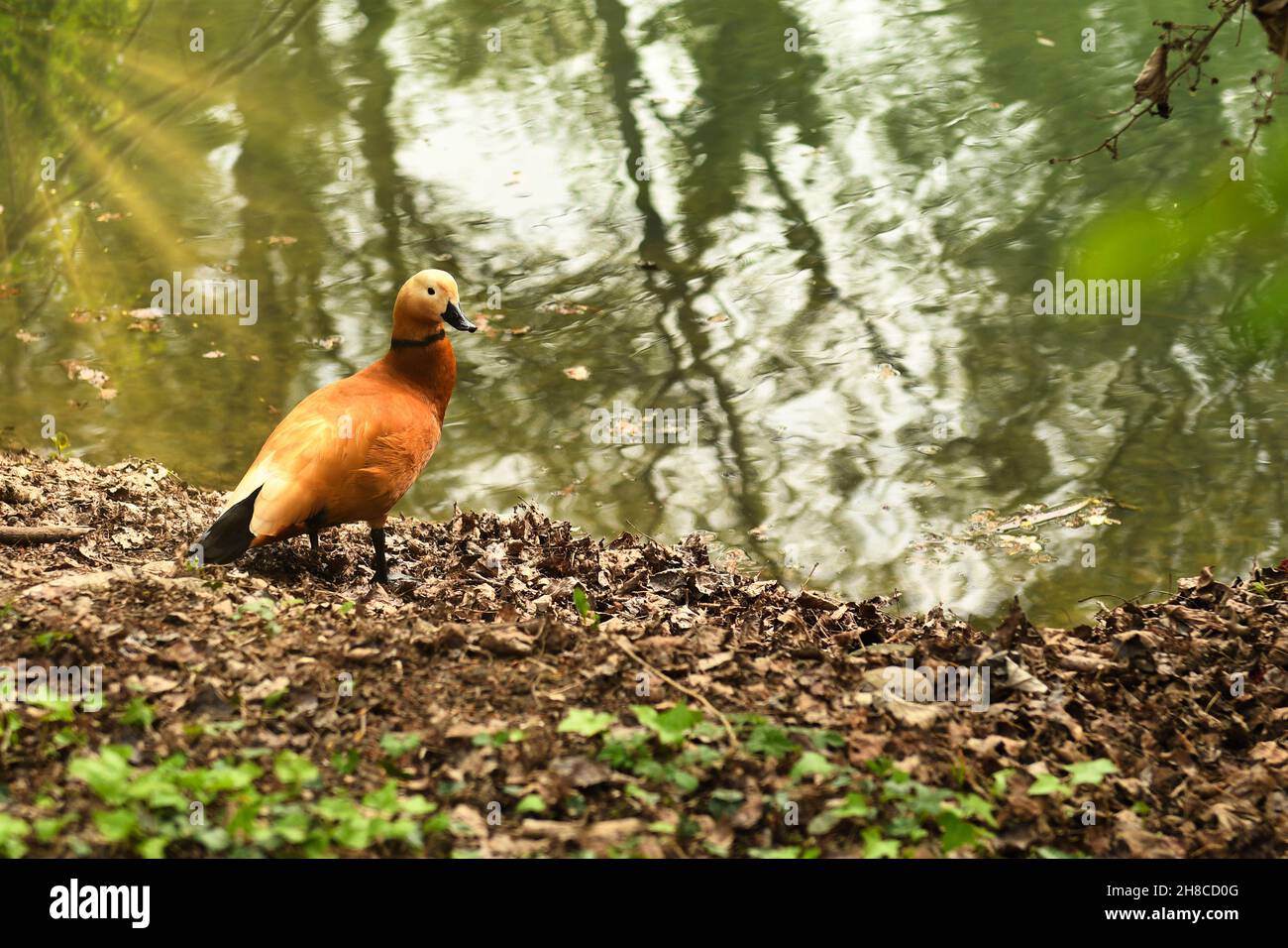 Tadorna ferruginea, unico esemplare avvistato all' interno del parco Alto Mincio Stockfoto