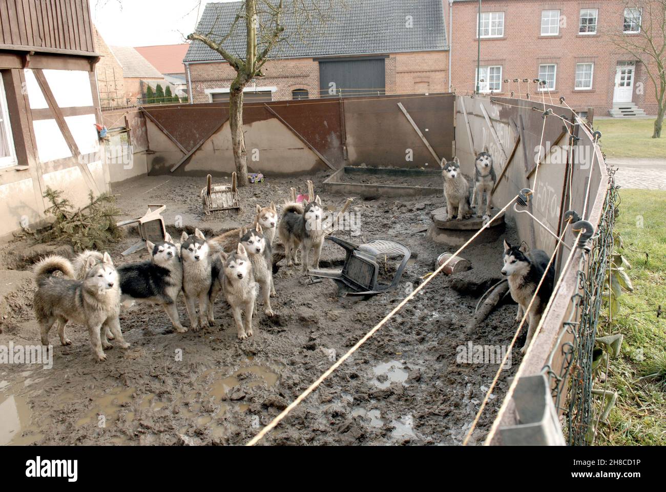 Alaskan Husky (Canis lupus f. familiaris), vernachlässigte Huskies auf einem schäbigen Bauernhof, Tierhorten, Deutschland Stockfoto