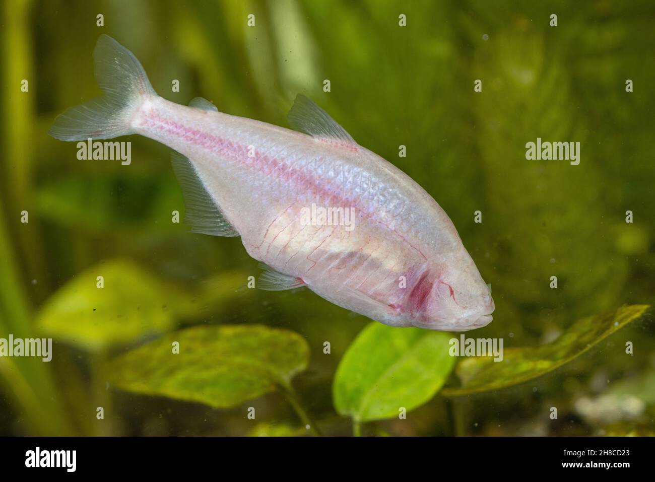 Blinde Höhle, Tetra, Blind Cavefish (Astyanax Jordani), Schwimmen Stockfoto