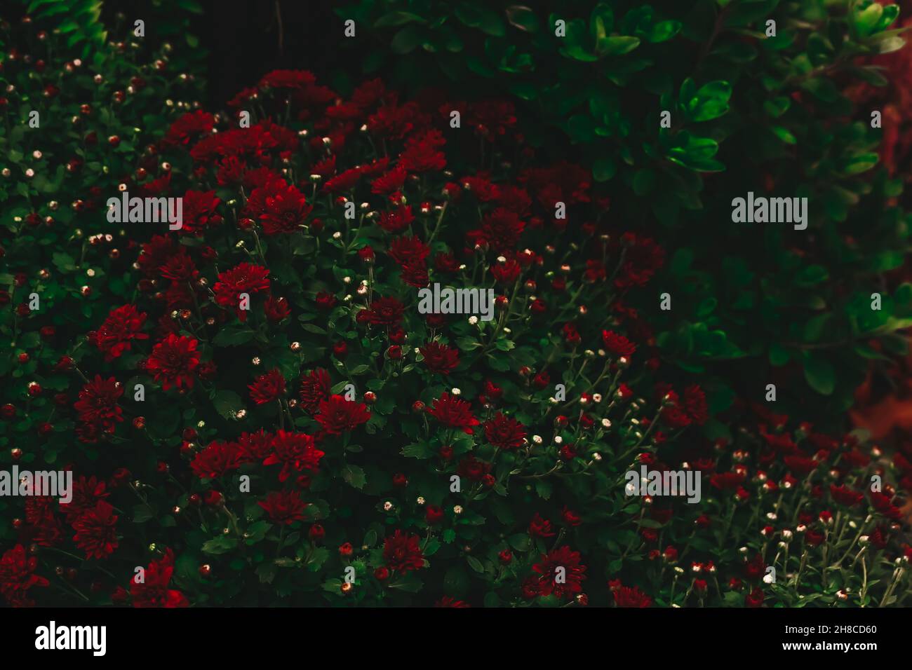 Dunkel launisch floralen Hintergrund der roten Chrysanthemen. Düster launischer Herbst Stockfoto