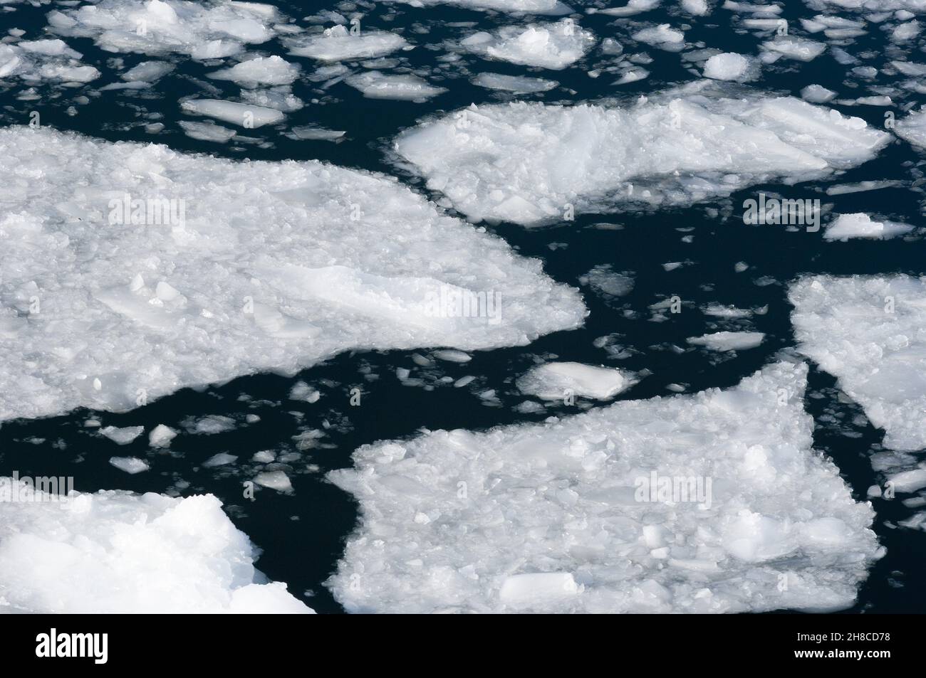 packen Sie Eis in Neko Harbour in Andvord Bay, Abschnitt, Antarktis Stockfoto