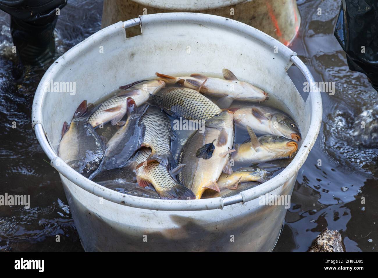 Fischzuchtteich, Karpfen im Eimer gefangen, Deutschland, Bayern, Tirschenreuther Teichpfanne, Tirschenreuth Stockfoto