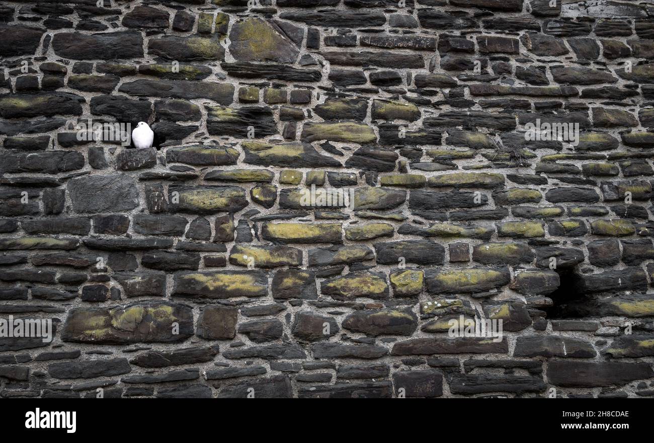 Eine einzige weiße Taube, die in einer Burgmauer in Conwy in Wales thront. Stockfoto