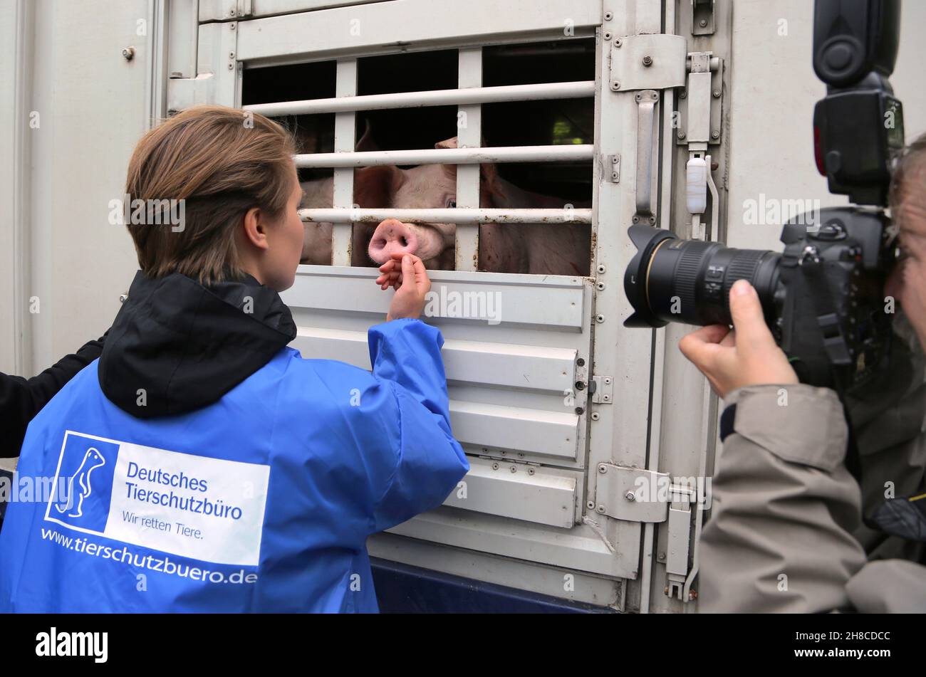 Hausschwein (Sus scrofa f. domestica), Tierrechtler auf einem Schweinetransporter auf dem Weg zum Schlachthof Stockfoto