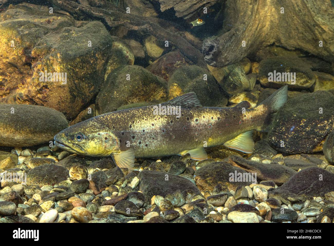 Bachforelle, Flussforelle, Bachforelle (Salmo trutta fario), Männchen, schützende Färbung, Deutschland Stockfoto