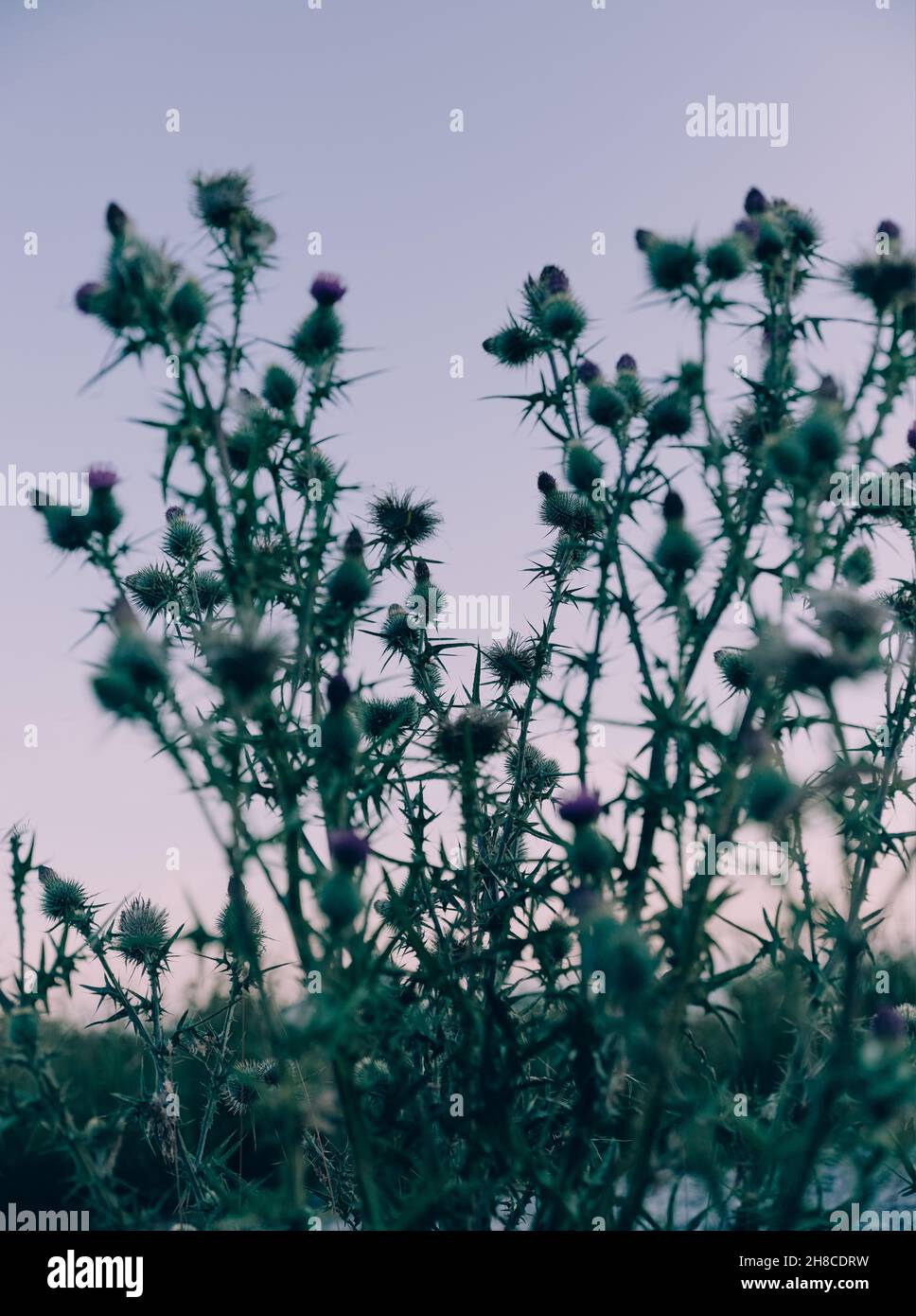 Blütendistel / Disteln in der Dämmerung in Schottland Großbritannien - schottische Milchdistel Natur Hintergrund minimal Fokus Stockfoto