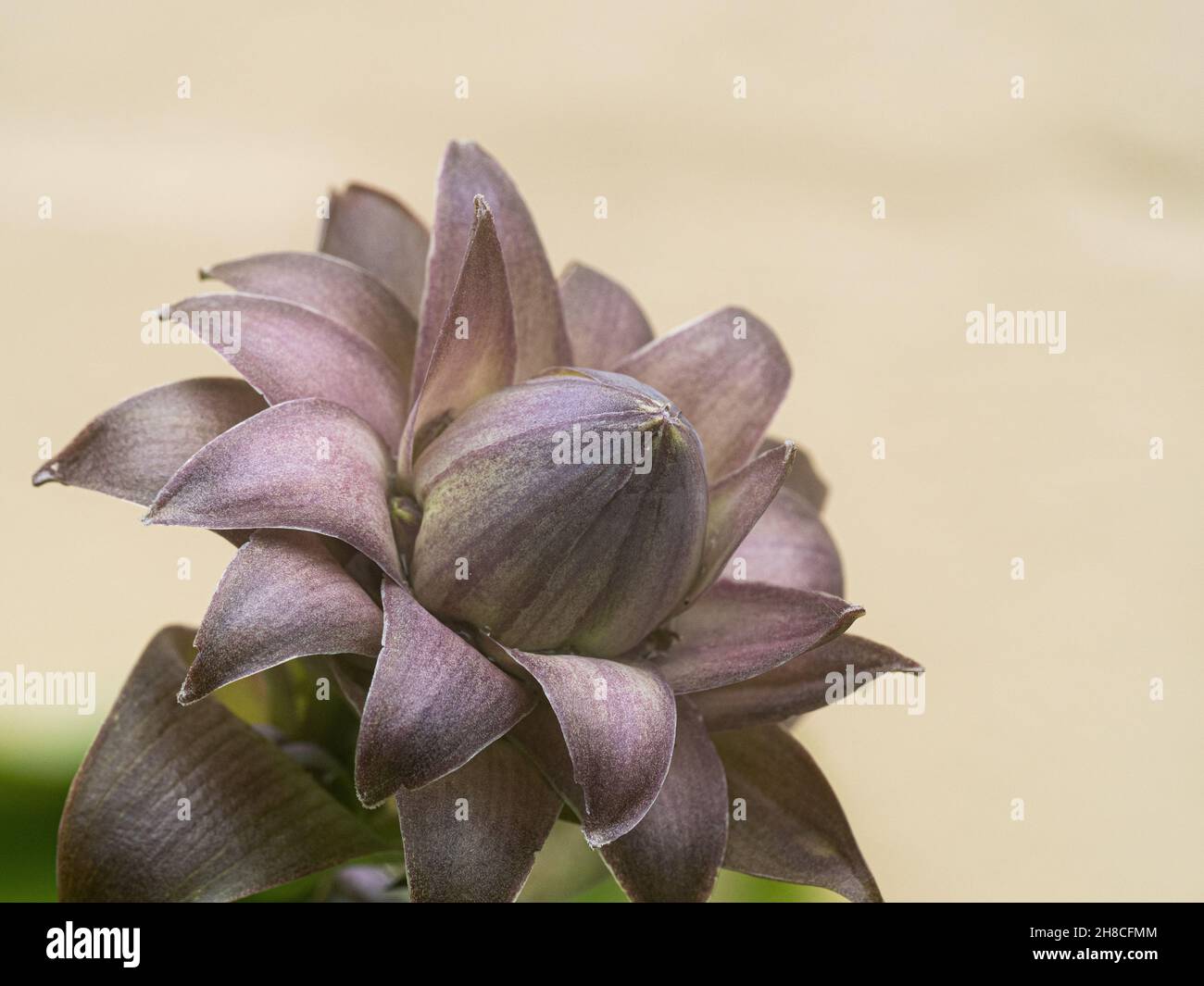 Eine Nahaufnahme einer einzelnen zarten Fliederblüte aus Hosta Sum und Substanz vor einem schlichten Hintergrund Stockfoto