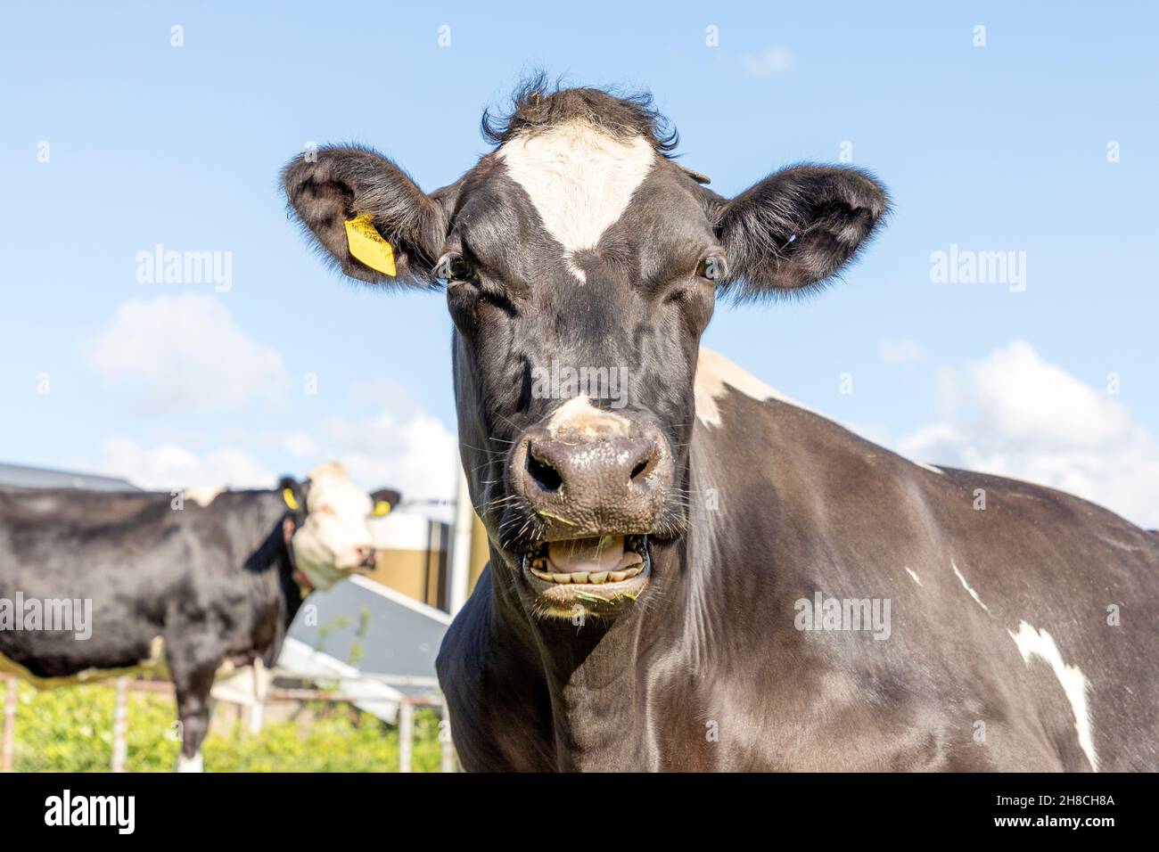 Lustiges Porträt einer launenden Kuh, mit offenem Mund, der Kopf eines Rindes mit weißer Flamme, zeigt Zähne beim Kauen, entspannt Stockfoto