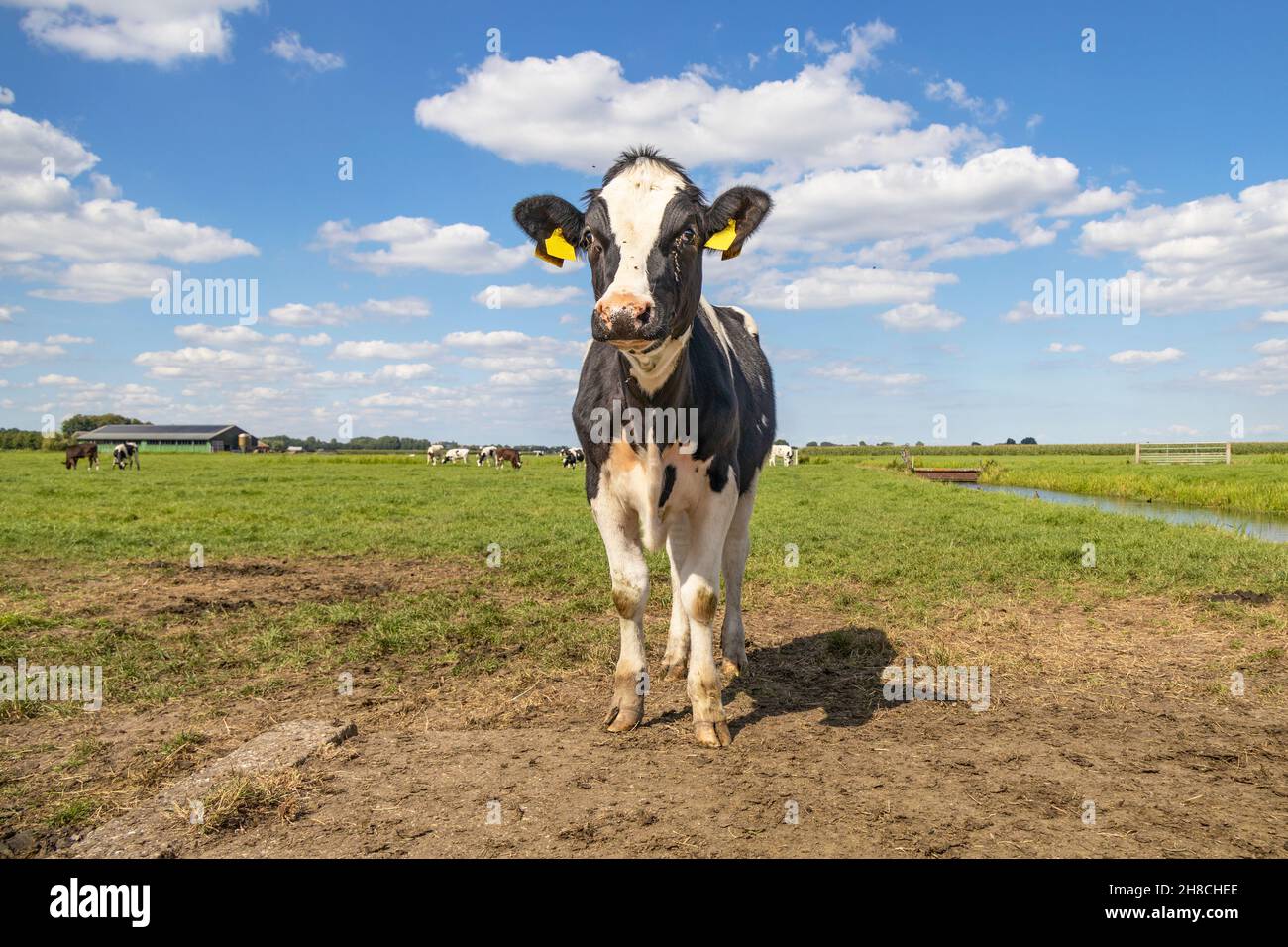 Junge, neugierige, schwarz-weiße Kuh, die albern aussieht, entgegenkommend und sich der Kamera nähert Stockfoto