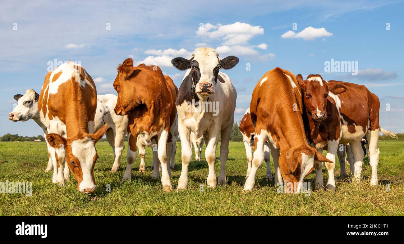 Junge Kühe in einer Reihe, Seite an Seite, stehend aufrecht auf einer grünen Wiese, rot und weiß, eine einzelne schwarz Stockfoto