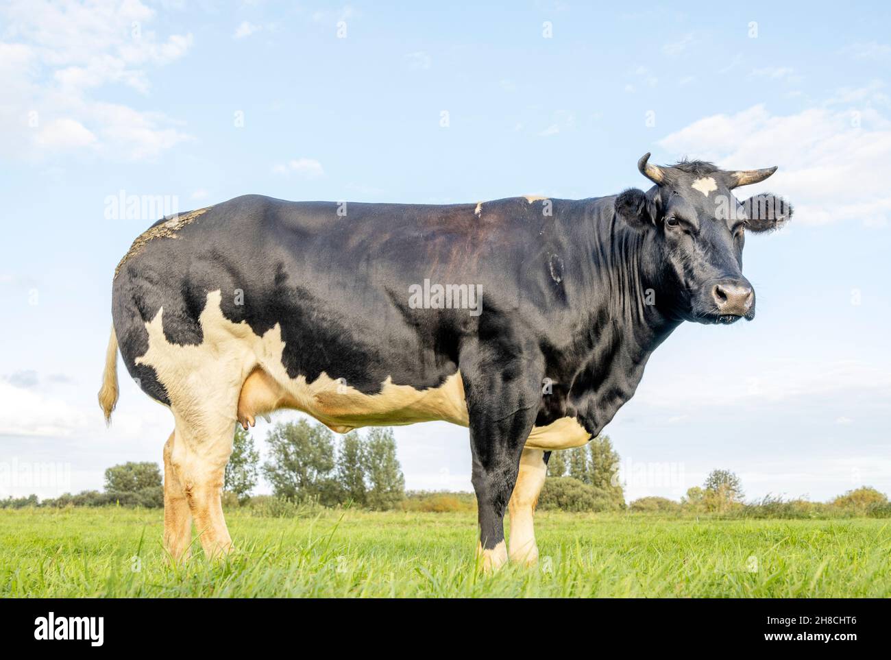 Kuh für zwei Zwecke, Molkerei und Rindfleisch in den Niederlanden, Seitenansicht, stehend auf grünem Gras auf einer Wiese, im Hintergrund ein blauer Himmel. Stockfoto Kuh für zwei Zwecke, Molkerei und Rindfleisch in den Niederlanden, Seitenansicht, stehend auf grünem Gras auf einer Wiese, im Hintergrund ein blauer Himmel. Stockfoto