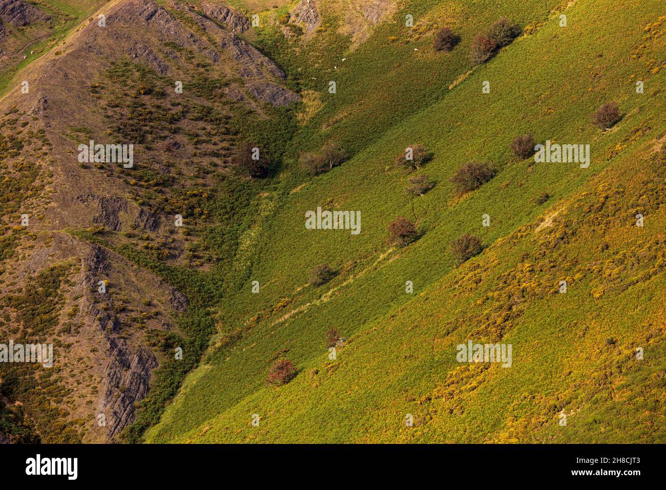 Abstrakte Landschaftsdetails der Long Mynd, Shropshire Hills, Hänge und Täler, Naturgebiet, England Stockfoto