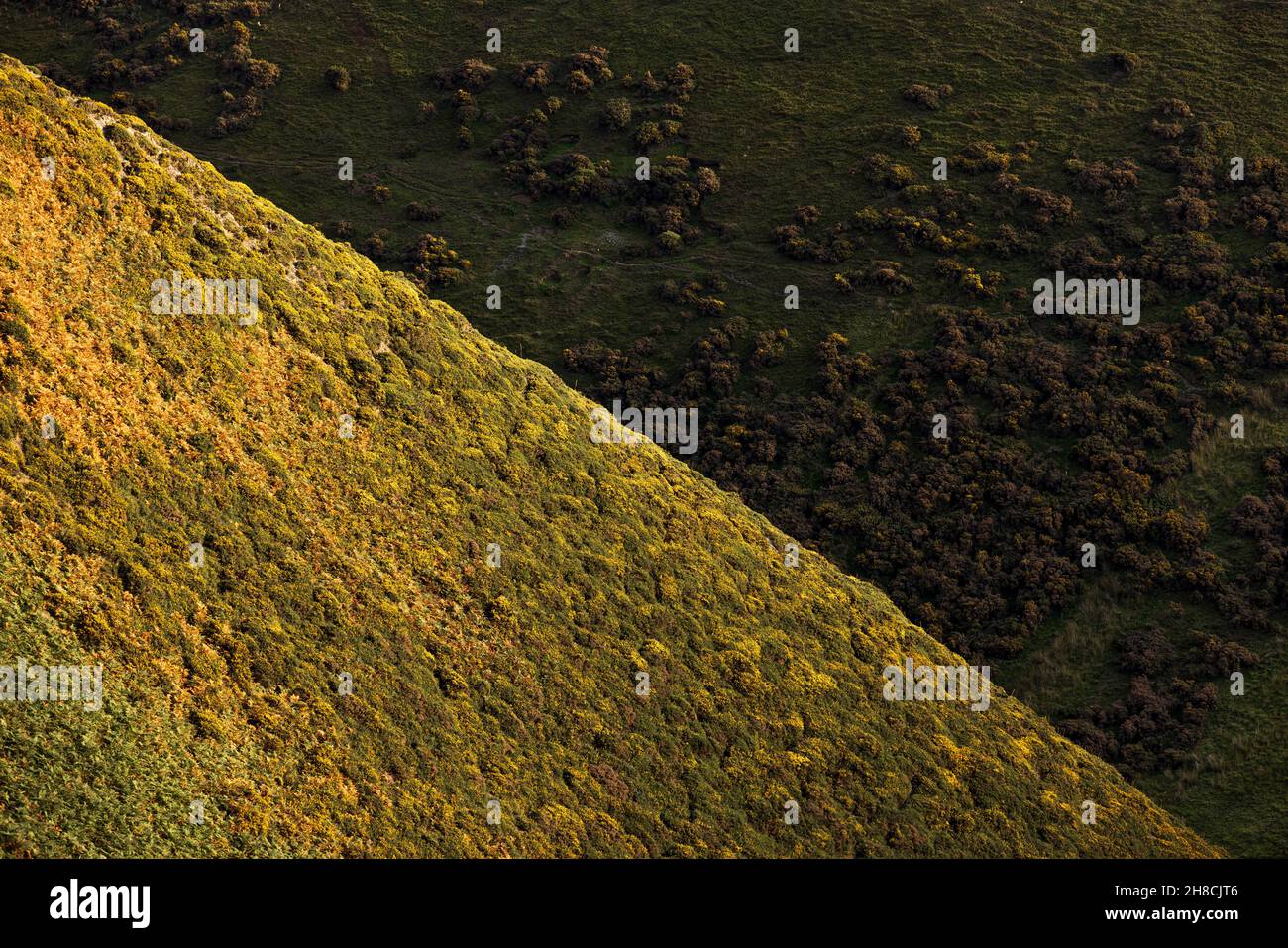 Abstrakte Landschaftsdetails der Long Mynd, Shropshire Hills, Hänge und Täler, Naturgebiet, England Stockfoto