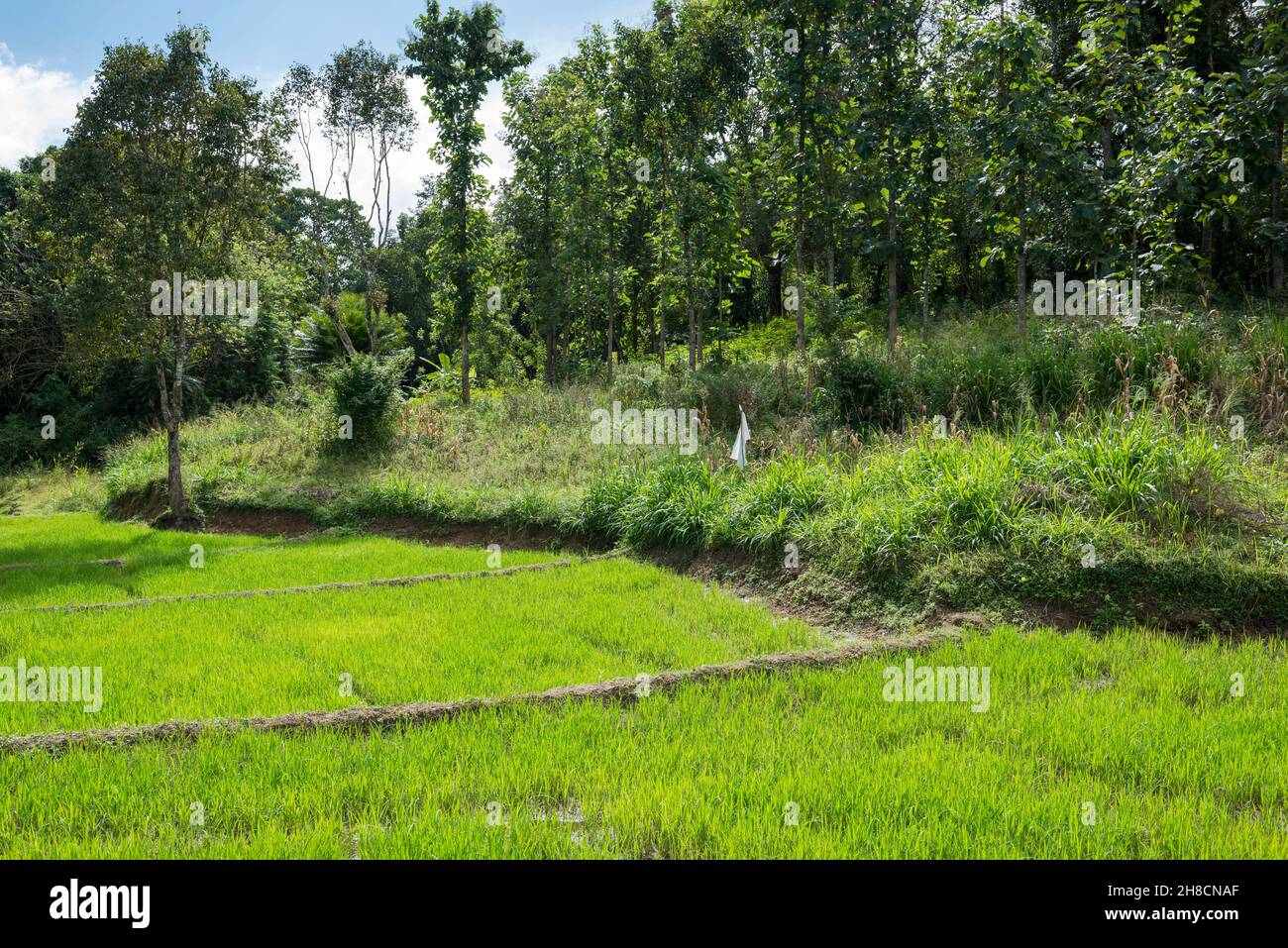Sri Lanka, die Provinz d'Uva, die Provinz Uva, montagne, Berge, Berge, Plantage de riz, Anpflanzung von Reis, Reispflanzung Stockfoto
