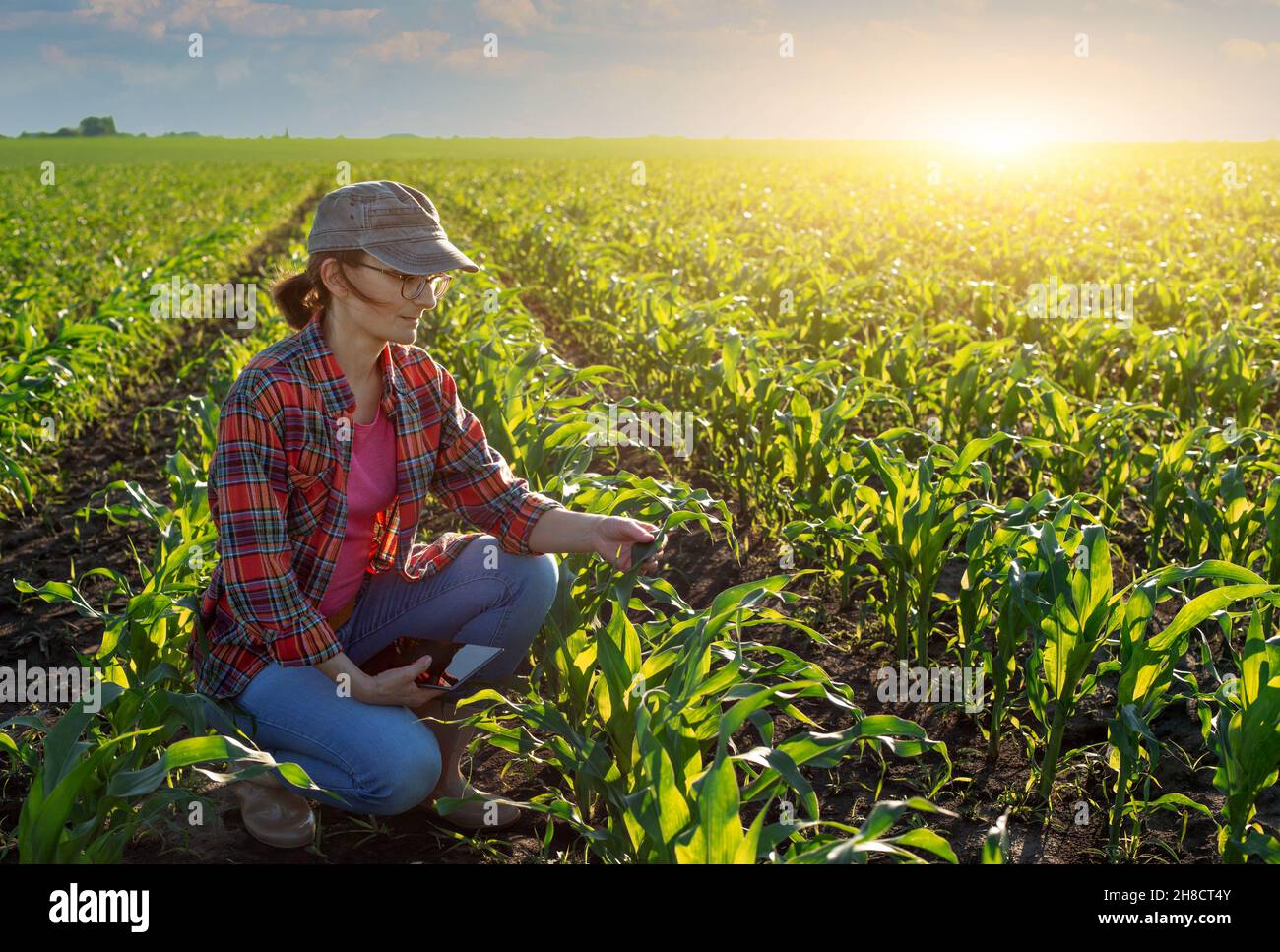 Weibliche kaukasische Maisfarmerin mittleren Alters mit Tablet-Computer kniete zur Inspektion auf dem Feld Stängel Stockfoto