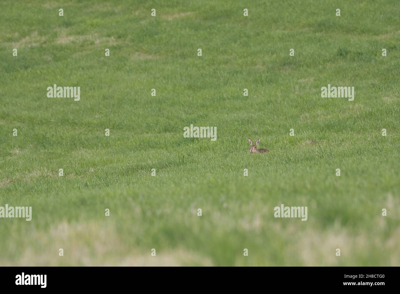 Süßes Häschen, das auf einem grünen Grasfeld läuft Stockfoto