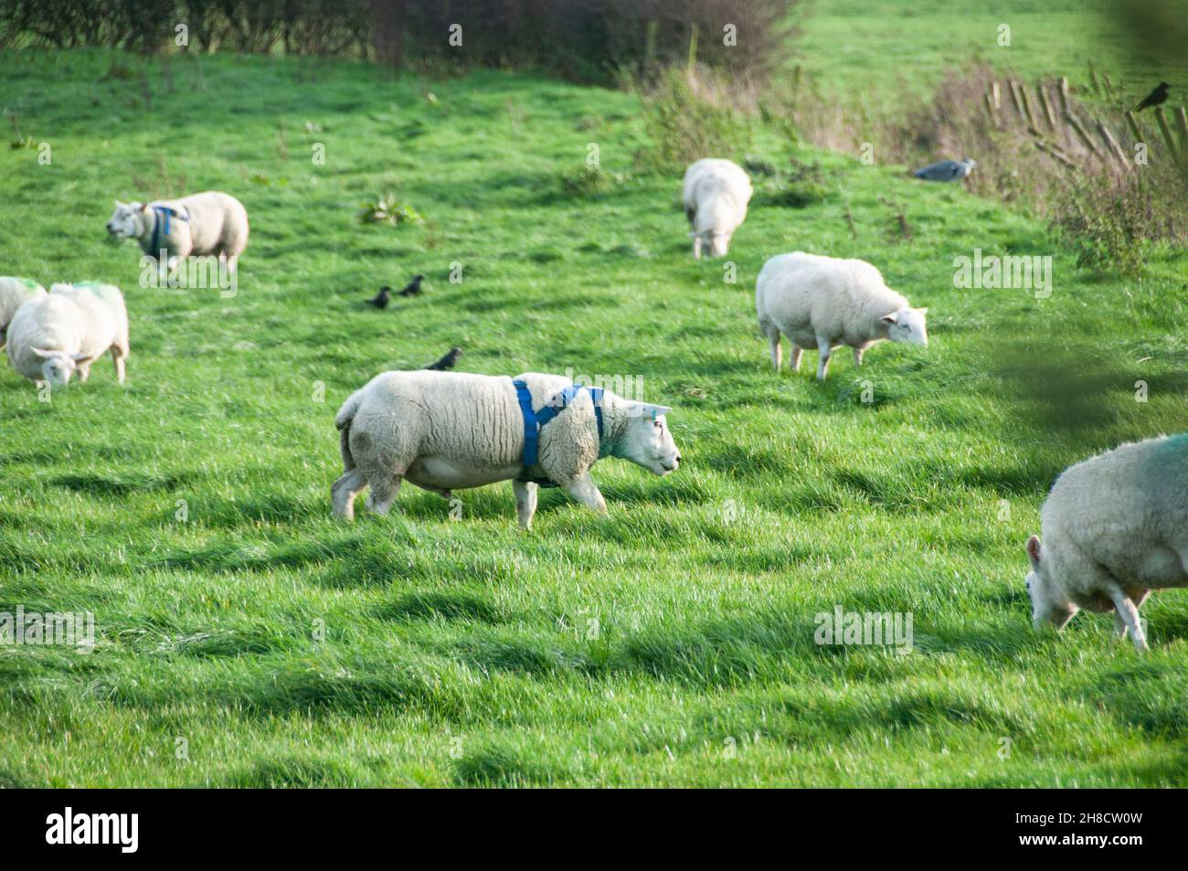 Rund um das Vereinigte Königreich - Paarungszeit für Schafe Stockfoto