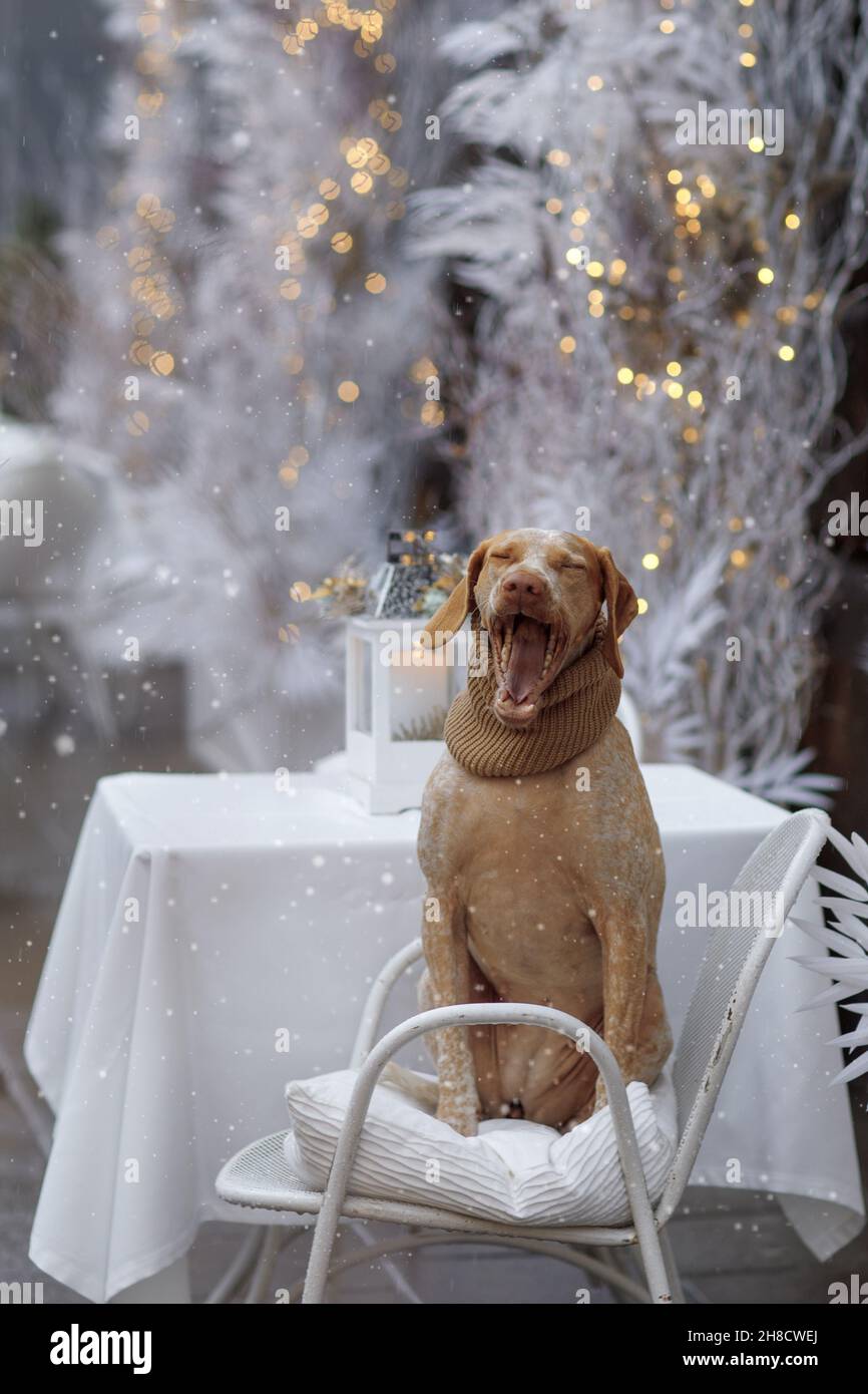 Neujahr und Weihnachtskonzept mit Braque Du Bourbonnais Hund im Schnee Stockfoto