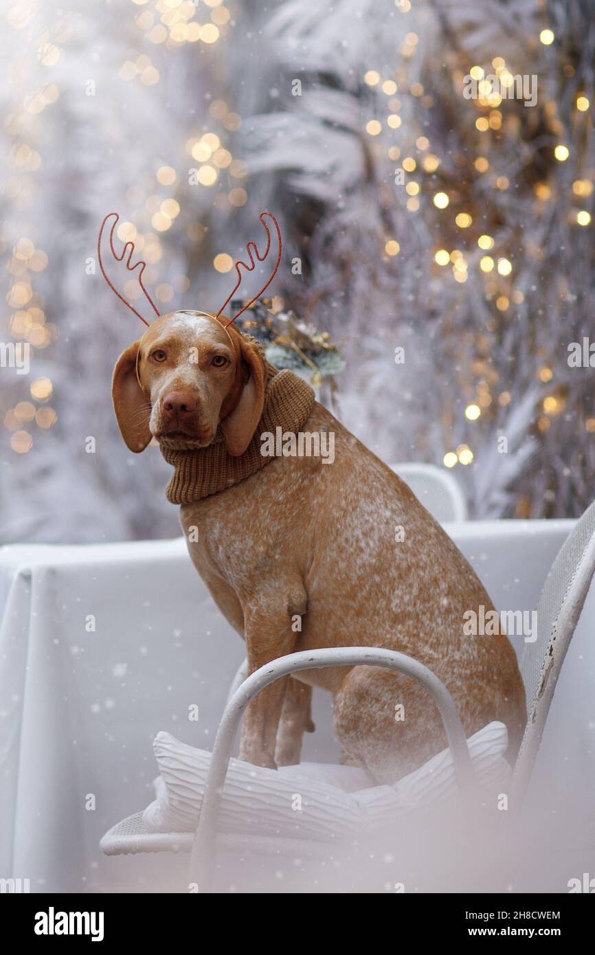 Neujahr und Weihnachtskonzept mit Braque Du Bourbonnais Hund trägt Rentiergeweih Stirnband im Schnee Stockfoto