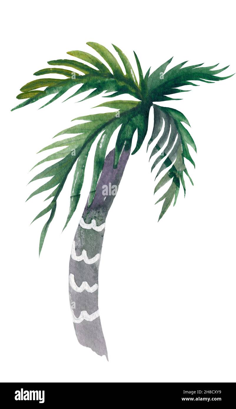 Aquarell Design-Vorlage mit Palmen Satz von Aquarell tropischen Pflanzen isoliert auf weißem Hintergrund. Aquarell-Blumenset für Ihr Design Stockfoto