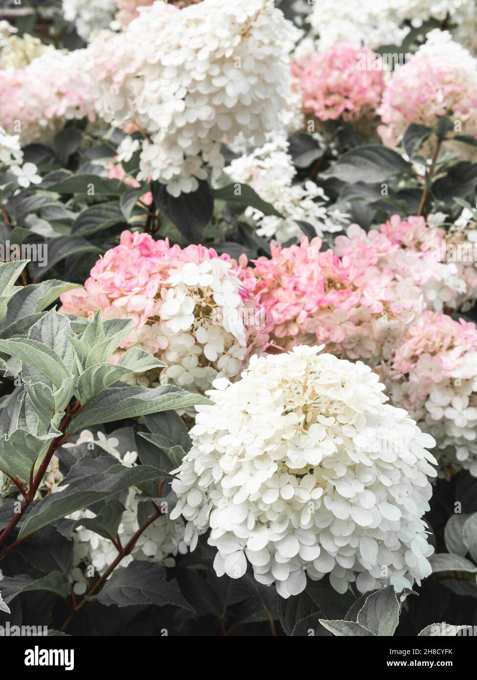 Rosa und weiße Hydrangea blüht in einem Garten. Schöner Busch von Hortensien mit grünen, üppigen Blättern. Große Knospen mit vielen kleinen Blüten. Bac mit Blumenmuster Stockfoto