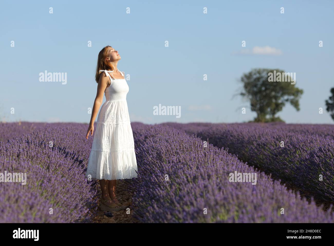 Ganzkörper-Porträt einer Frau in weißem Kleid atmen frische Luft in Lavendel Feld Stockfoto