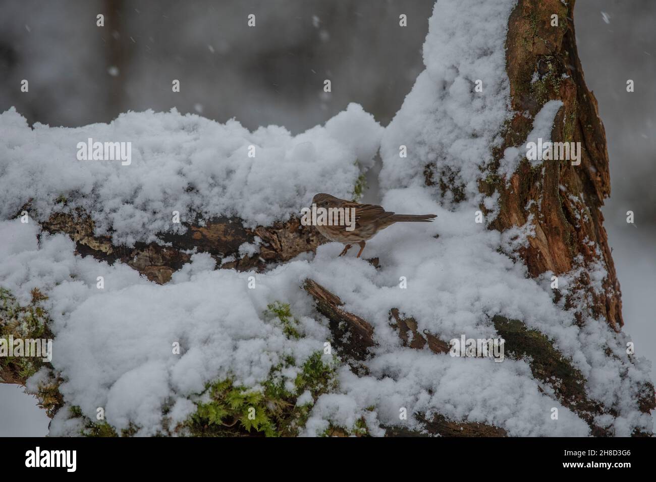 Dunnock (Prunella modularis), auf der Suche nach Nahrung im Schnee, in einem ländlichen Garten, Dumfries, SW Schottland Stockfoto