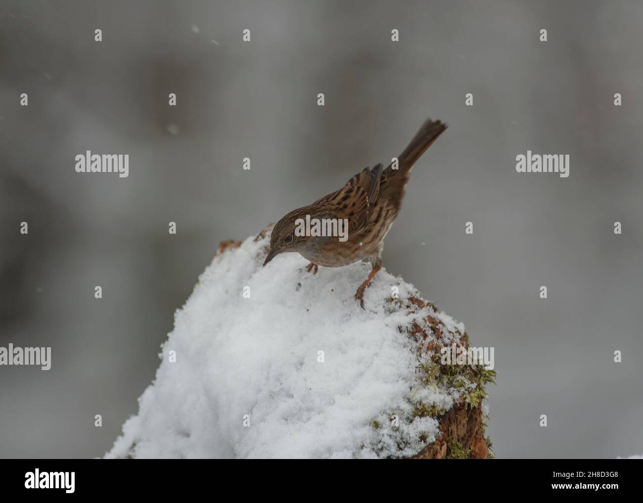 Dunnock (Prunella modularis), auf der Suche nach Nahrung im Schnee, in einem ländlichen Garten, Dumfries, SW Schottland Stockfoto