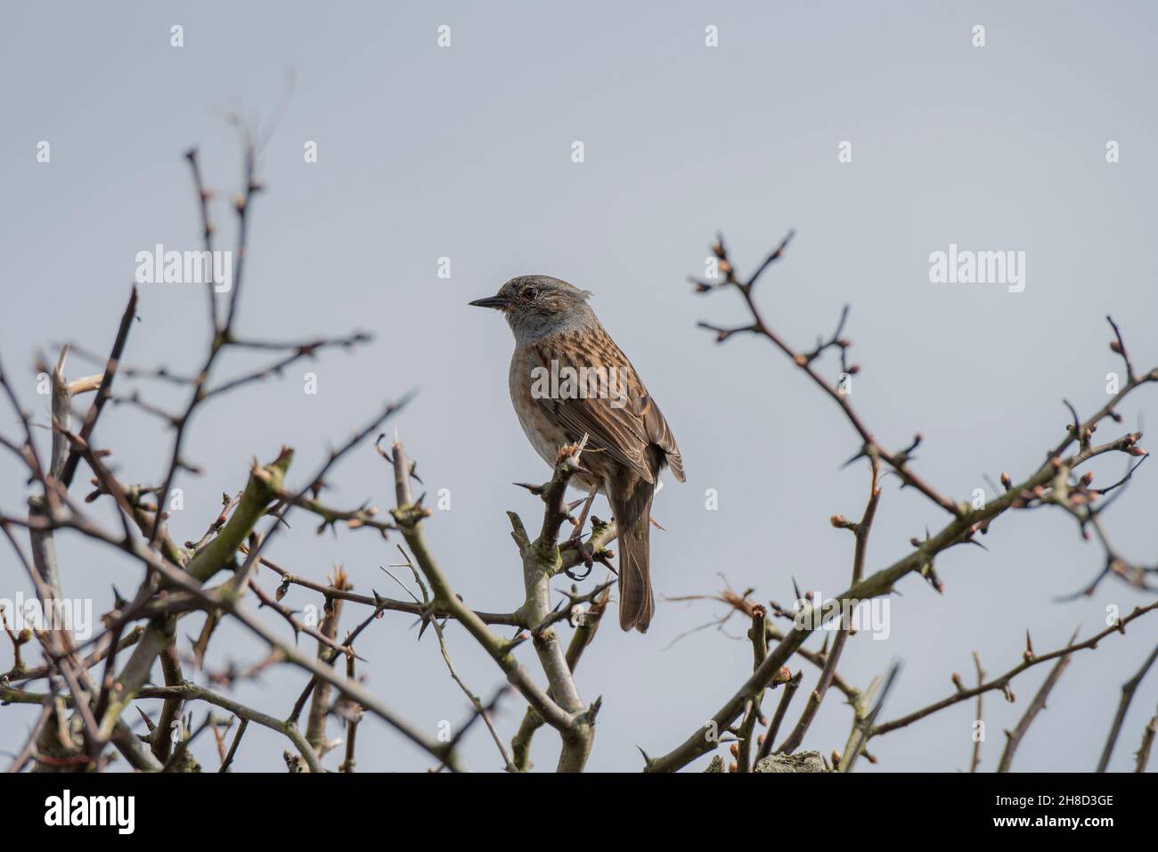 Dunnock (Prunella modularis), singt Froma Bush, Mersehead RSPB Reserve, Dumfries, SW Schottland Stockfoto