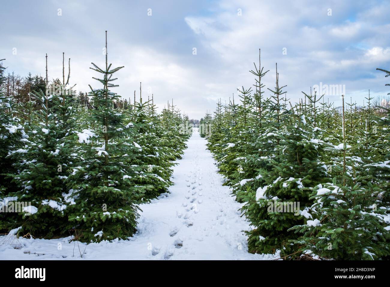 Winter Landschaft Hintergrund. Ein Fußweg mit Fußabdrücken führt durch eine Baumschule mit kleinen und großen schneebedeckten Tannen. Weihnachtsbaumfarm Stockfoto
