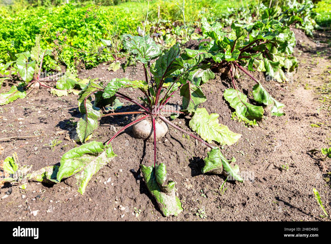 Rote Bete wächst im Sommer im Gemüsegarten, aus nächster Nähe. Ernährung vegetarisch Stockfoto