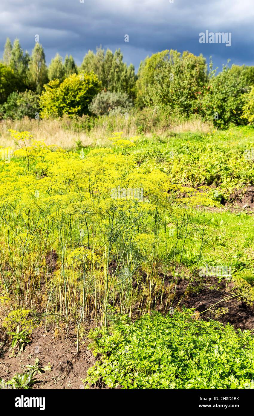 Dill wächst im Sommer im Gemüsegarten Stockfoto