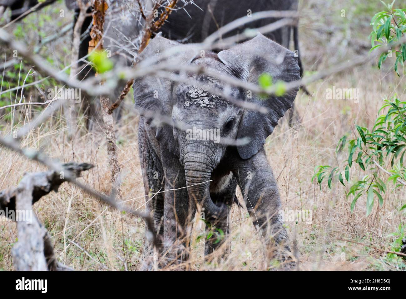 Der verspielte afrikanische Elefantenbaby Loxodonta versucht, in einem heißen und karg gelegenen Gebiet im südlichen Afrika die Kontrolle über seinen Rüssel zu erhalten Stockfoto