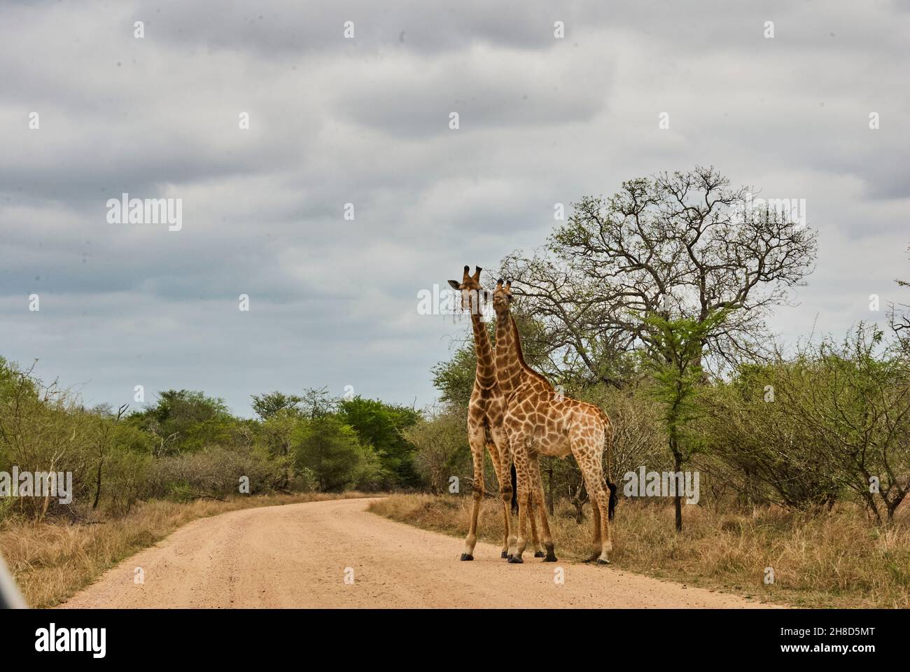 Hohe Giraffe, die auf einer ravel-Straße in Südafrika steht Stockfoto