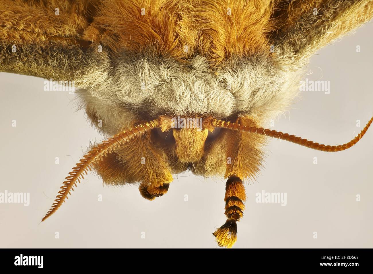 Isolierte Makroansicht des Kopfes, Helena Gum Moth (Opodiphthera helena), Südaustralien Stockfoto