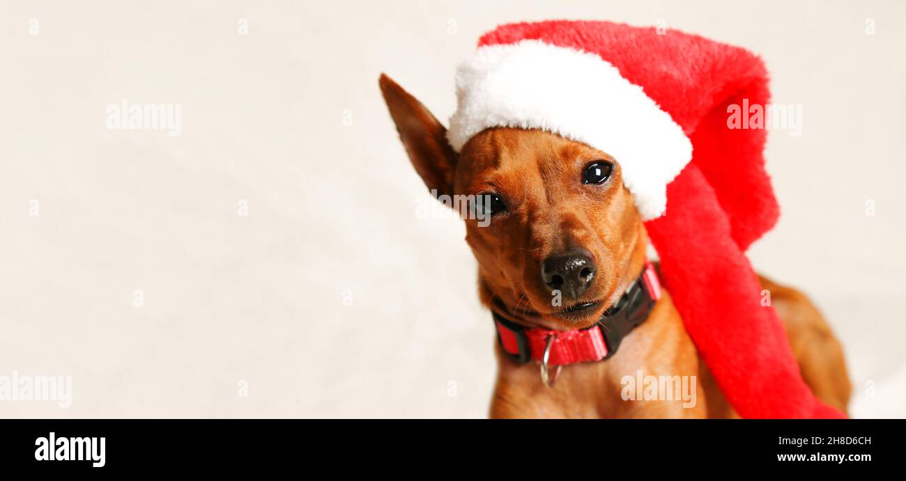 Ein Weihnachtshund in einem Weihnachtsmütze. Kleiner Hund Zwerg Pinscher in Santa hat. Speicherplatz Kopieren. Stockfoto