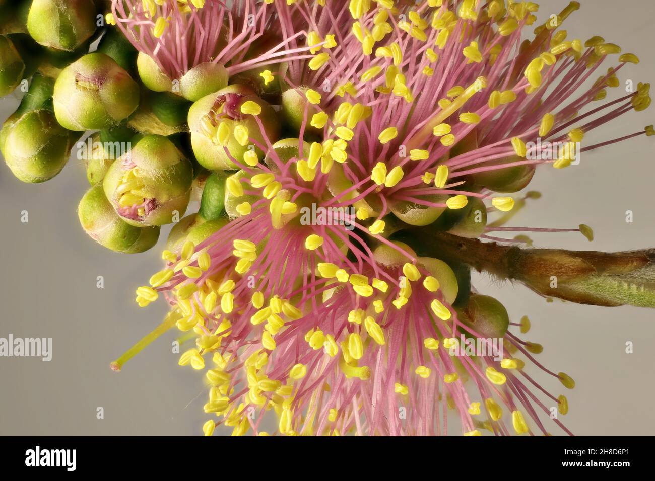 Isolierte Ansicht des Blütenstands der Flaschenbürste (Callistemon) „Pink Champagne“ mit auftauchenden Blüten. Australische Pflanze. Stockfoto