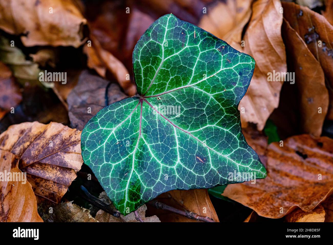 Kontrastreicher Eveoblatt mit herbstlichem Hintergrund Stockfoto