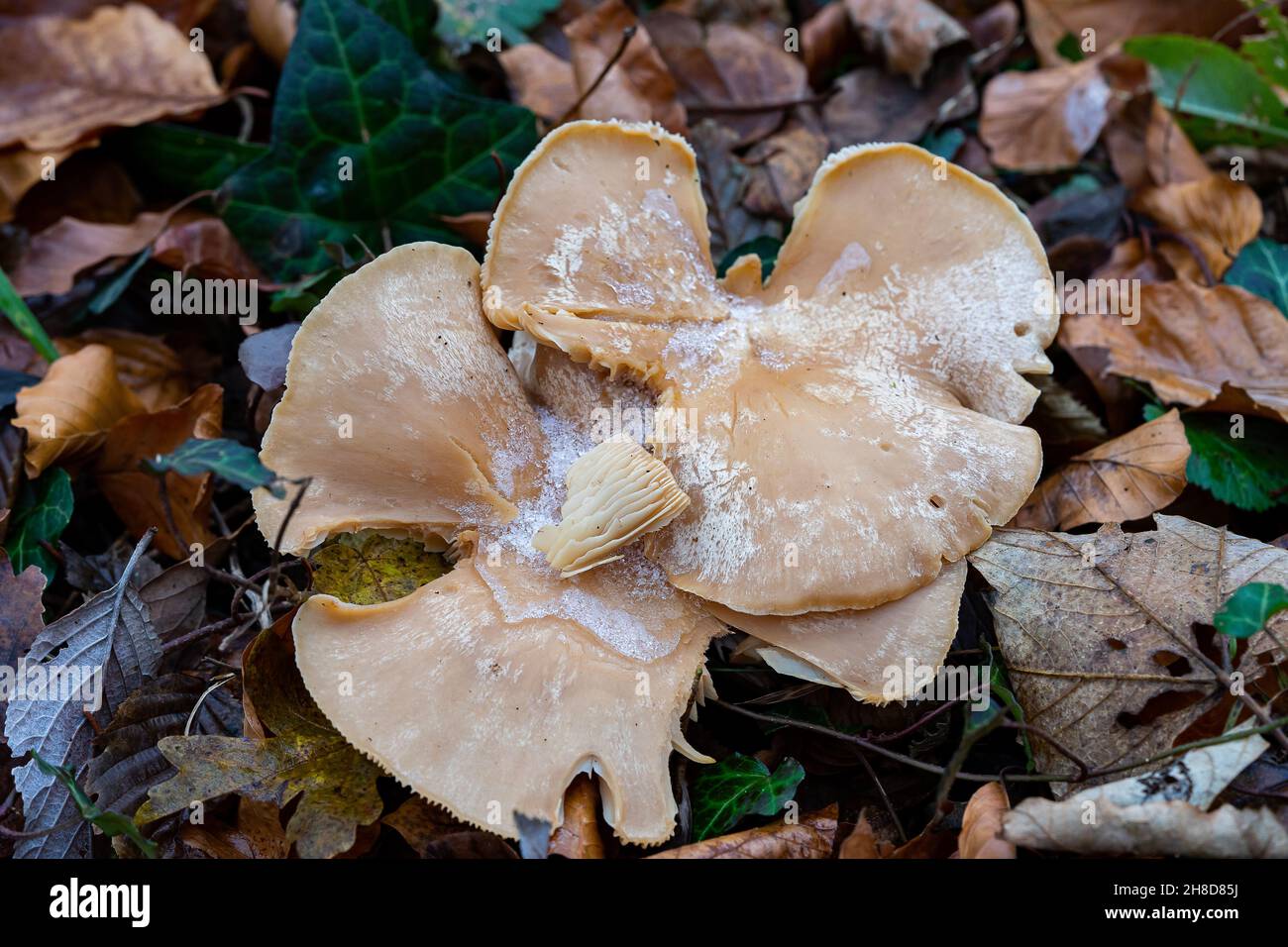 Frost auf hellbraunen Pilzen Stockfoto