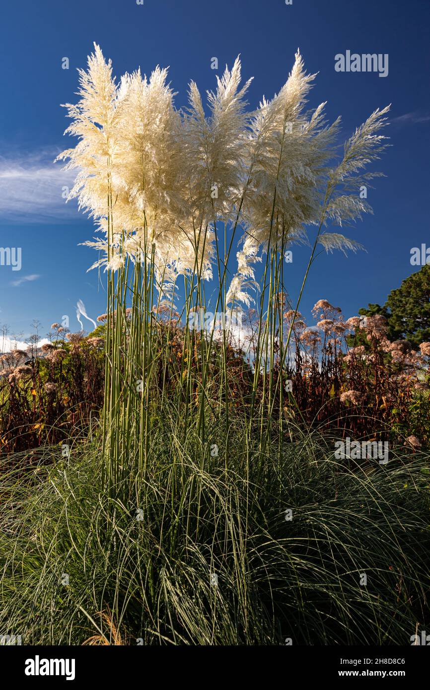 Hohes sonnenbeleuchtetes Pampagras, Cortaderia selloana Stockfoto