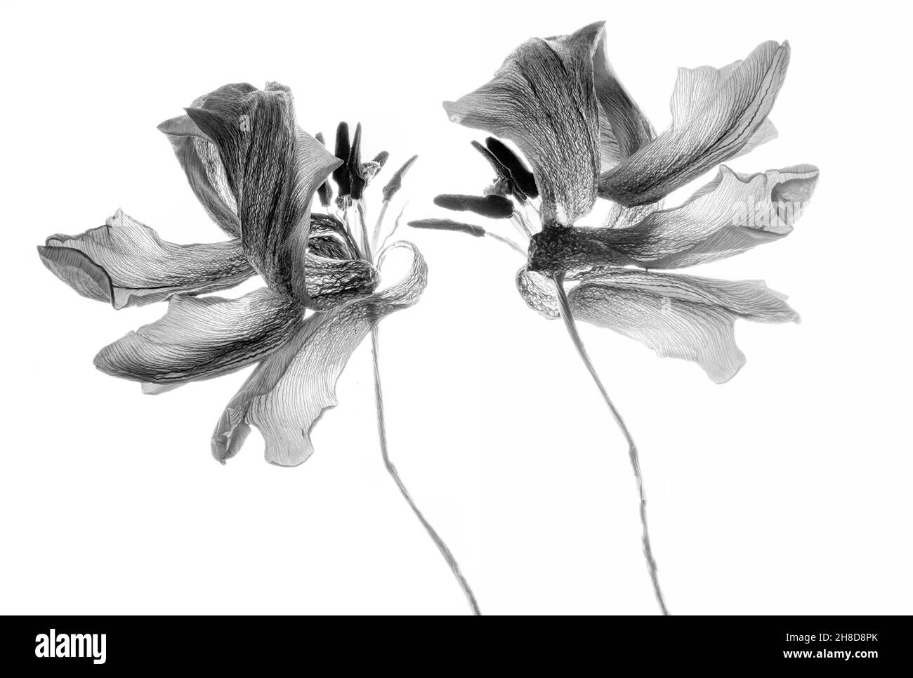 Schwarz und Weiß verwelkten Tulpen auf Weiß Stockfoto