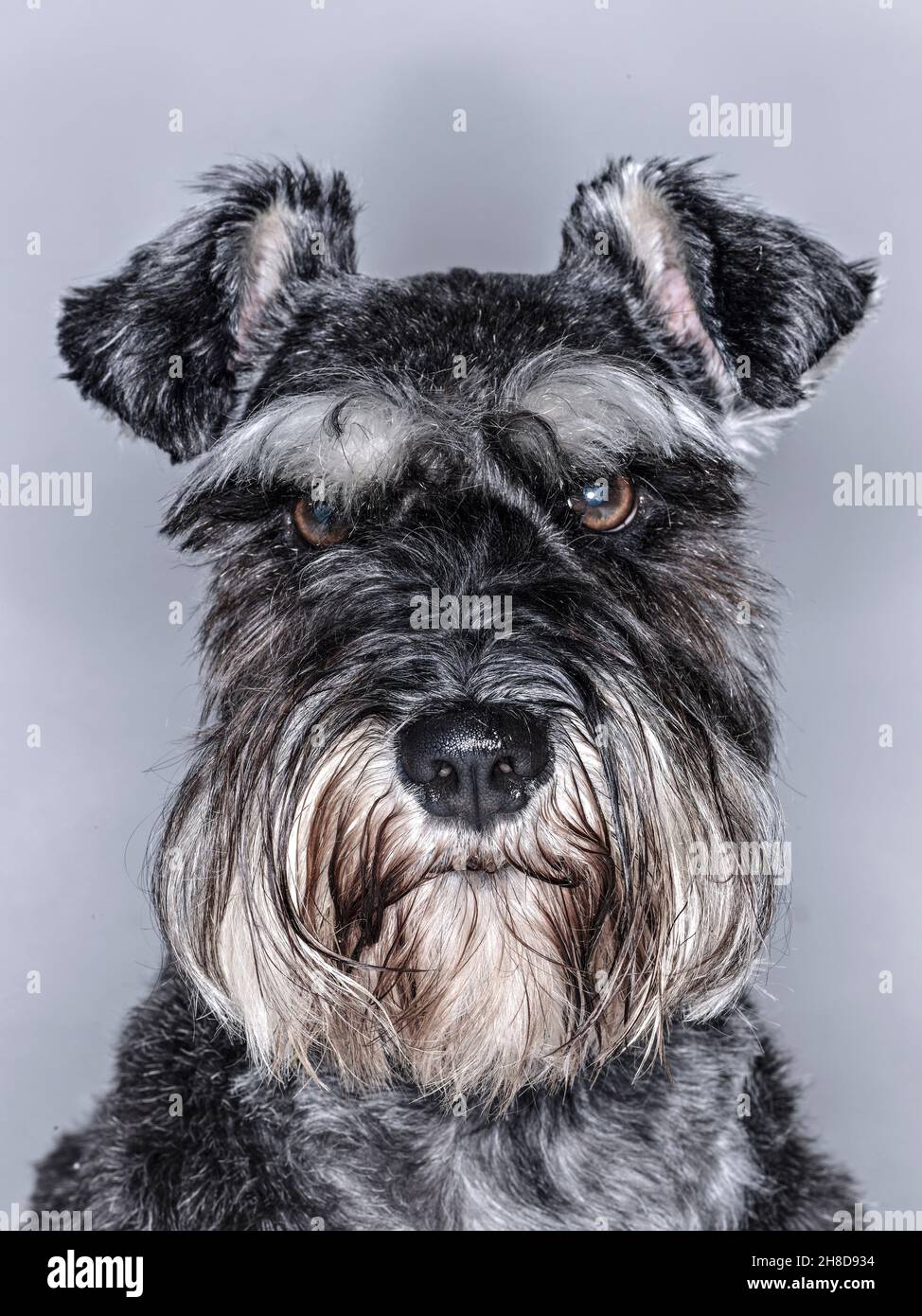Miniatur Schnauzer Pet Portrait Stockfoto
