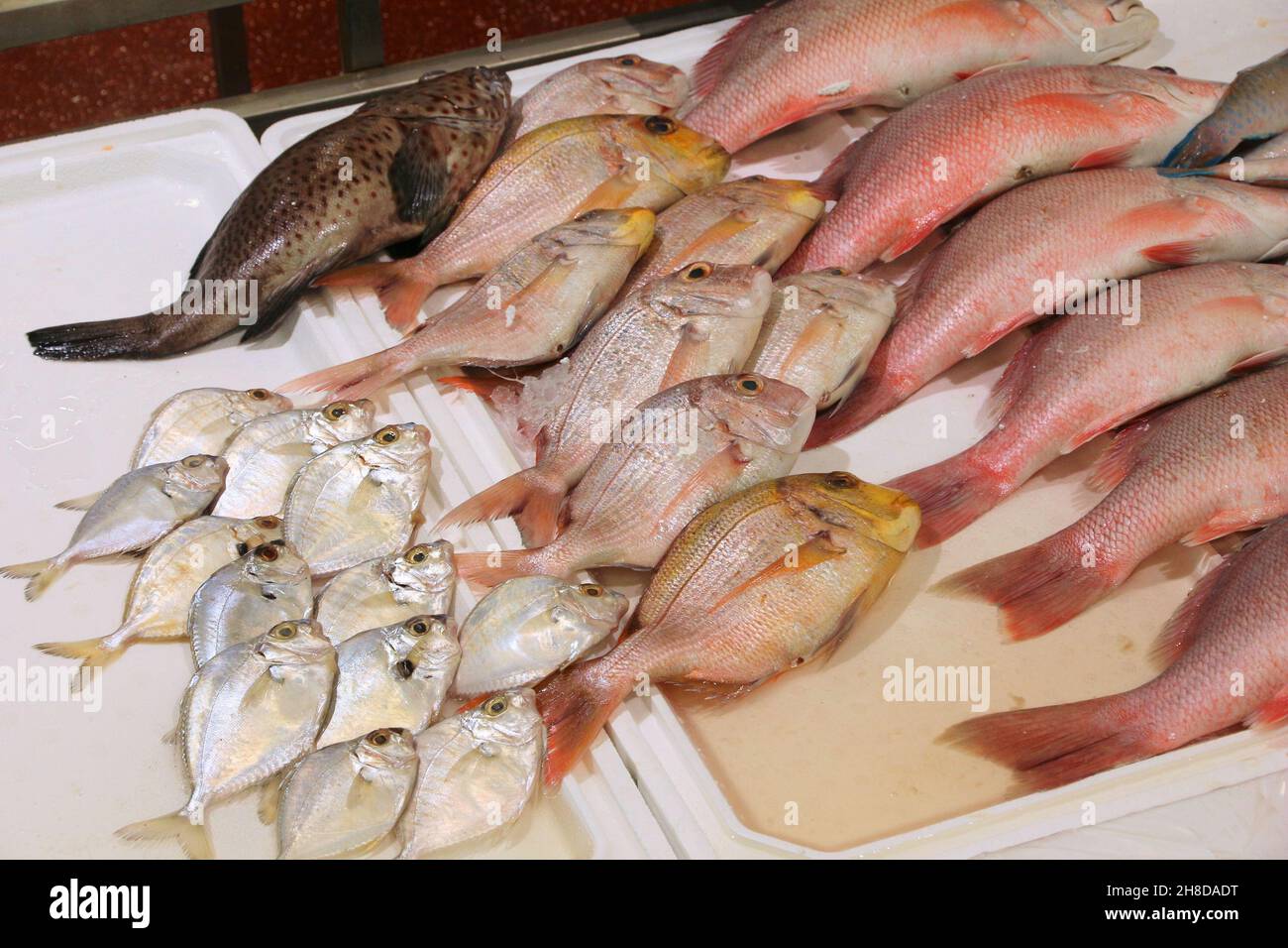 Billingsgate Fish Market in London, Großbritannien. Red Snapper und Red Sea Brasse. Stockfoto