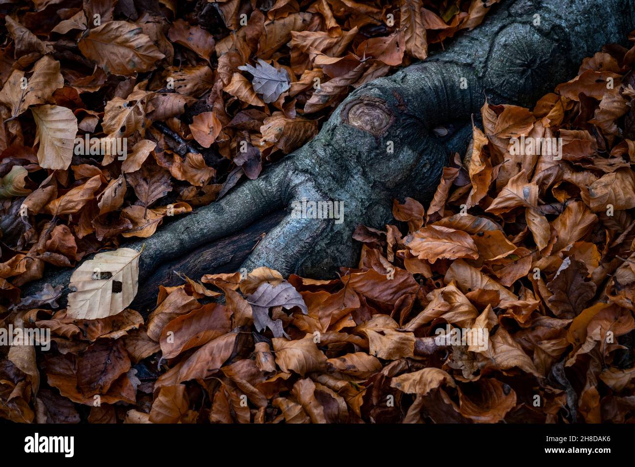 Die Wurzeln eines alten Baumes in einem Bett aus herbstlich kupferfarbenen Blättern auf dem Waldboden, Worcestershire, England. Stockfoto